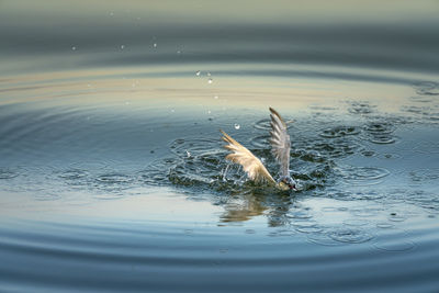 View of fish swimming in lake