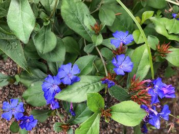 Close-up of blue flowers blooming outdoors