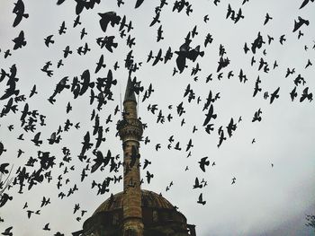 Low angle view of birds flying against sky