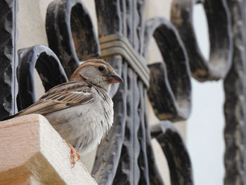 Close-up of bird perching outdoors