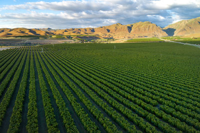 Olive plantation in bakersfield, california. beautiful sunset light