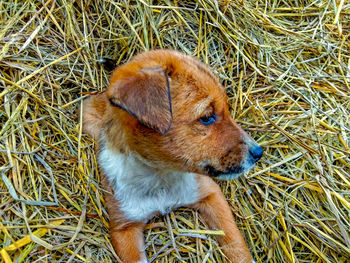 High angle view of dog on field