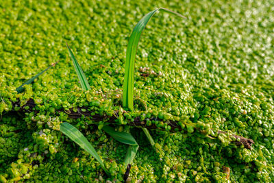 Close-up of fresh vegetables in field