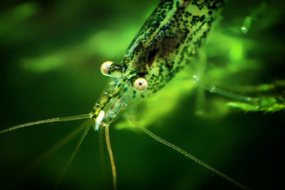 Close-up of insect on leaf