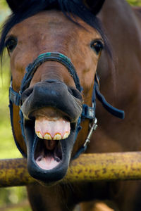 Close-up portrait of horse