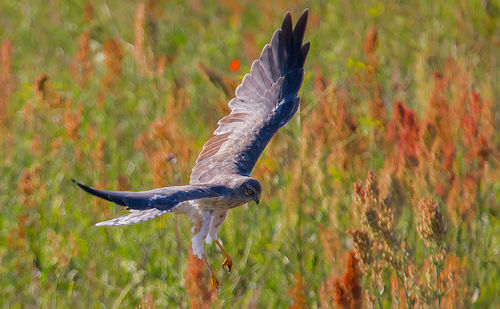 Bird flying in a forest