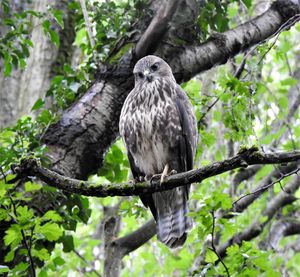 Low angle view of eagle perching on tree