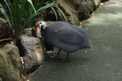 High angle view of bird perching on ground