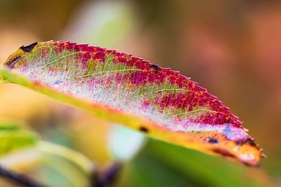 Close-up of multi colored leaves