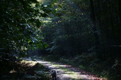 Trees in forest