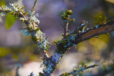 Close-up of frost on tree branch