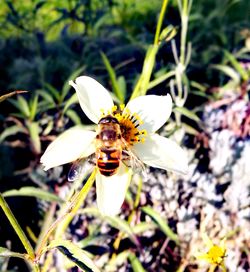 Close-up of bee on white flower