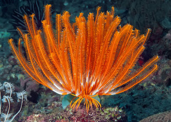 Close-up of fish underwater