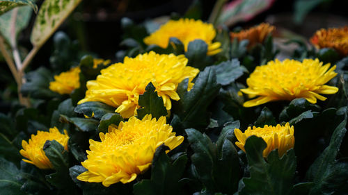 Close-up of yellow sunflowers blooming outdoors