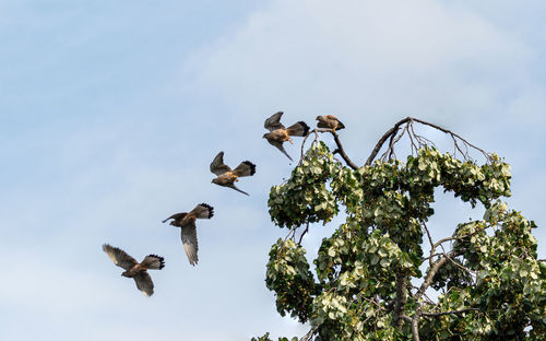 Low angle view of birds flying in sky