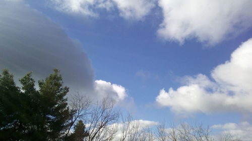 Low angle view of trees against sky