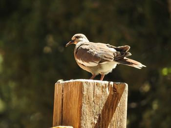 Bird perching on wooden post