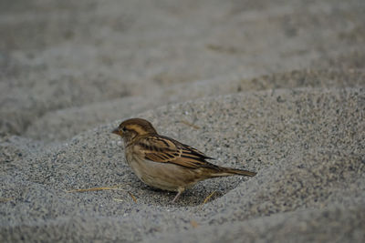 Close-up of a bird on a land