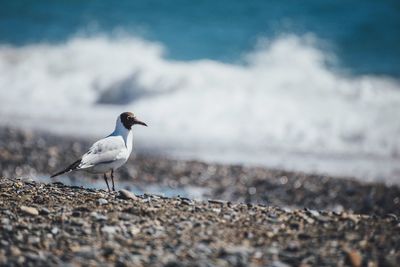 Seagull at beach on sunny day