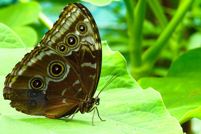 Close-up of butterfly on leaves