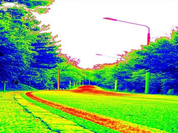 View of flowering plants in park