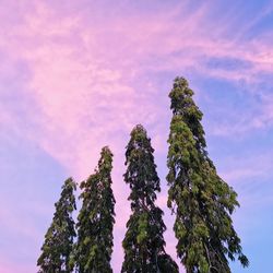 Low angle view of trees against sky