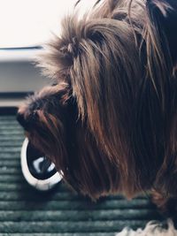 Close-up of a dog looking away