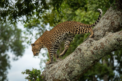 Leopard walks down lichen-covered branch lifting foot