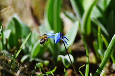 Close-up of bee on flower