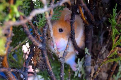 Close-up of squirrel on tree