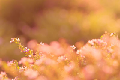 Close-up of pink cherry blossom outdoors