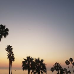 Silhouette palm trees against sky during sunset