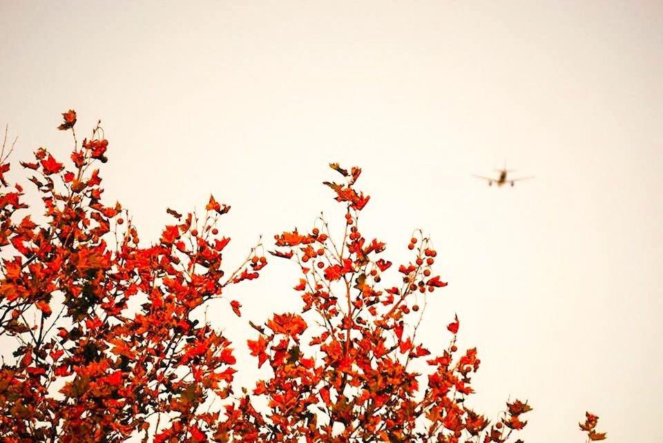 low angle view, clear sky, animal themes, animals in the wild, bird, flying, wildlife, copy space, tree, nature, branch, growth, beauty in nature, one animal, red, perching, autumn, day, outdoors, no people