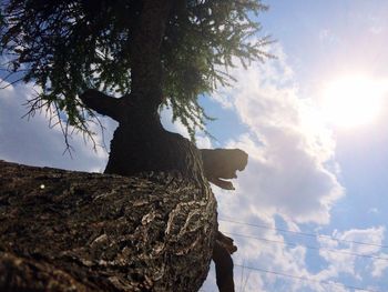 Low angle view of tree against sky