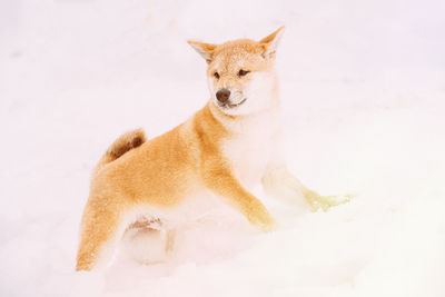 Dogs on snow covered field