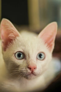 Close-up portrait of cat