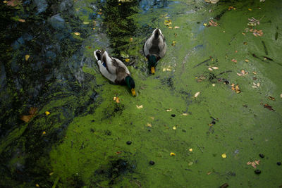 High angle view of mallard ducks on field