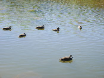 High angle view of ducks swimming in lake