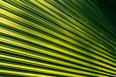 Full frame shot of palm leaves