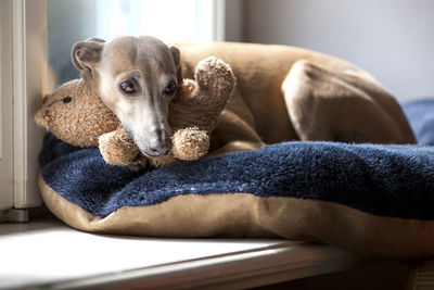 Portrait of dog