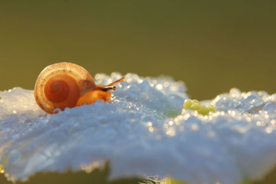 Close-up of snail on plant