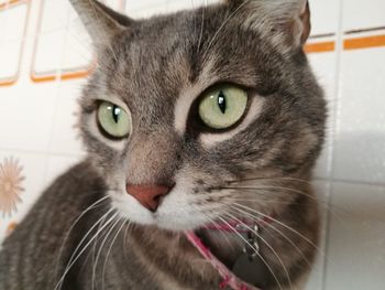 Close-up portrait of cat at home