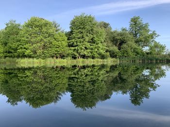 Summer trees reflected in small clear pond