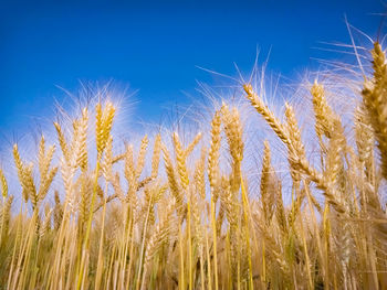 Close-up of wheat field against clear blue sky