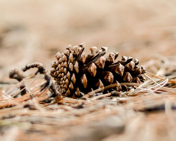 Close-up of pine cone on field