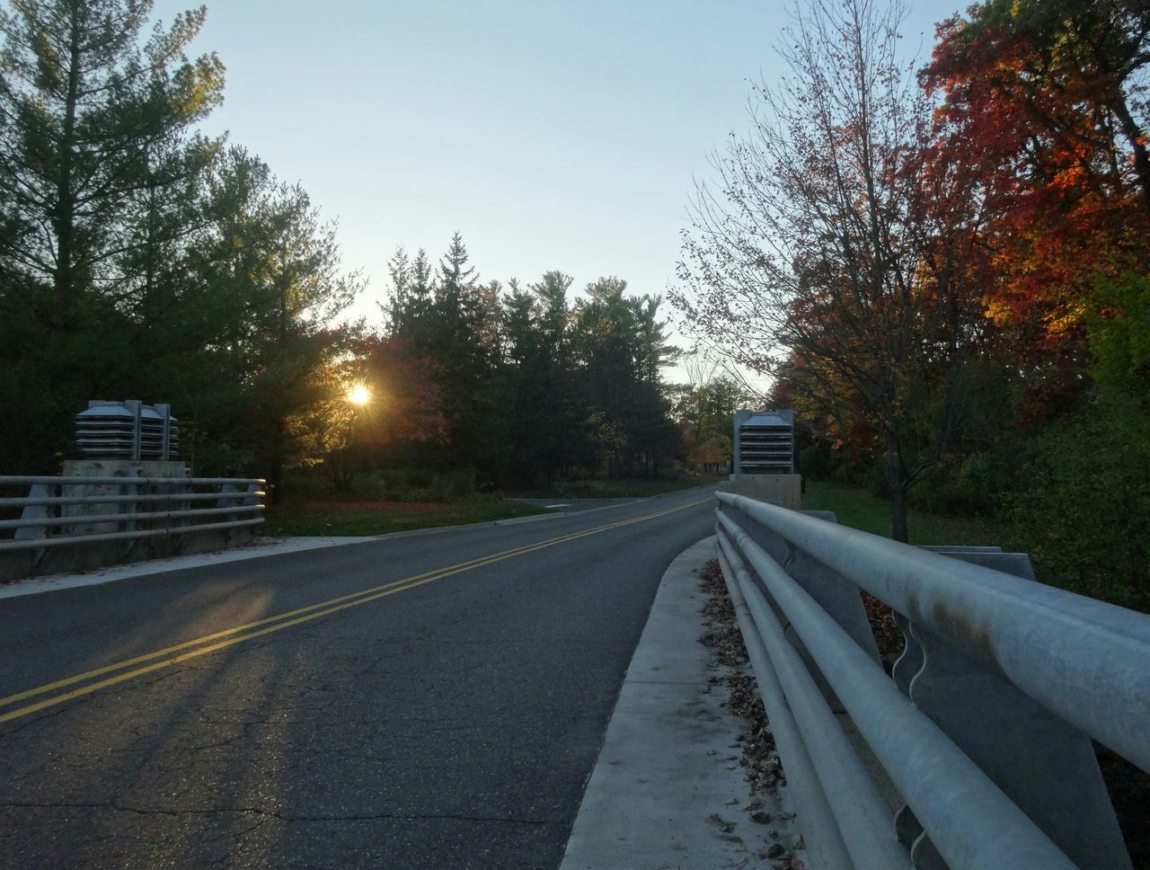 ROAD ALONG TREES