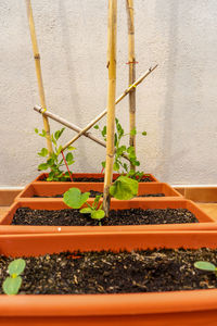 Close-up of potted plant against wall