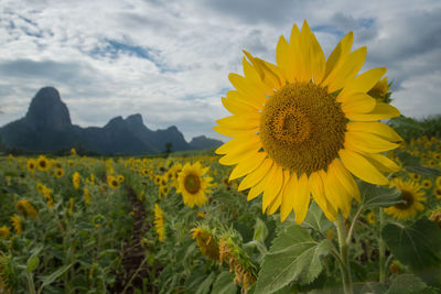 Close-up of fresh sunflower field against sky