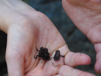 Close-up of person holding little frogs