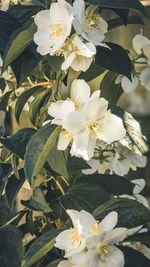 Close-up of white flowering plant